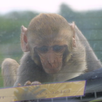cheekymonkey.jpg